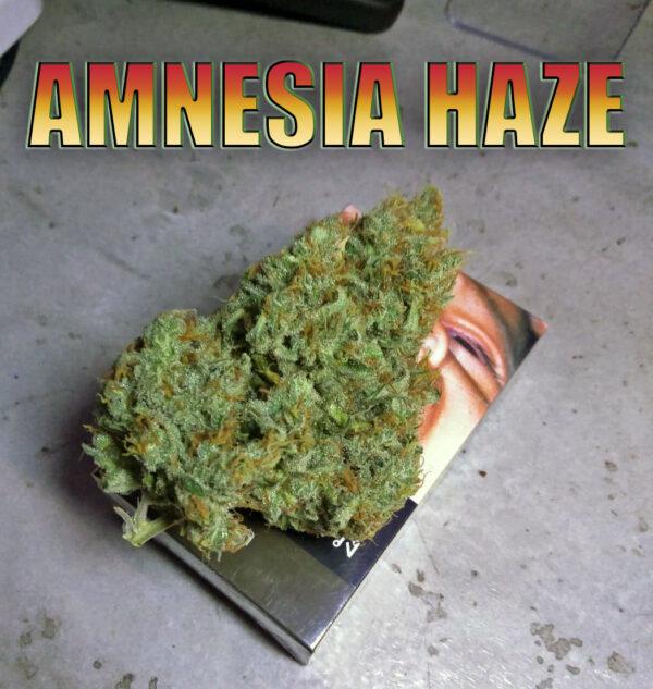 amnesia haze phuket cannabis