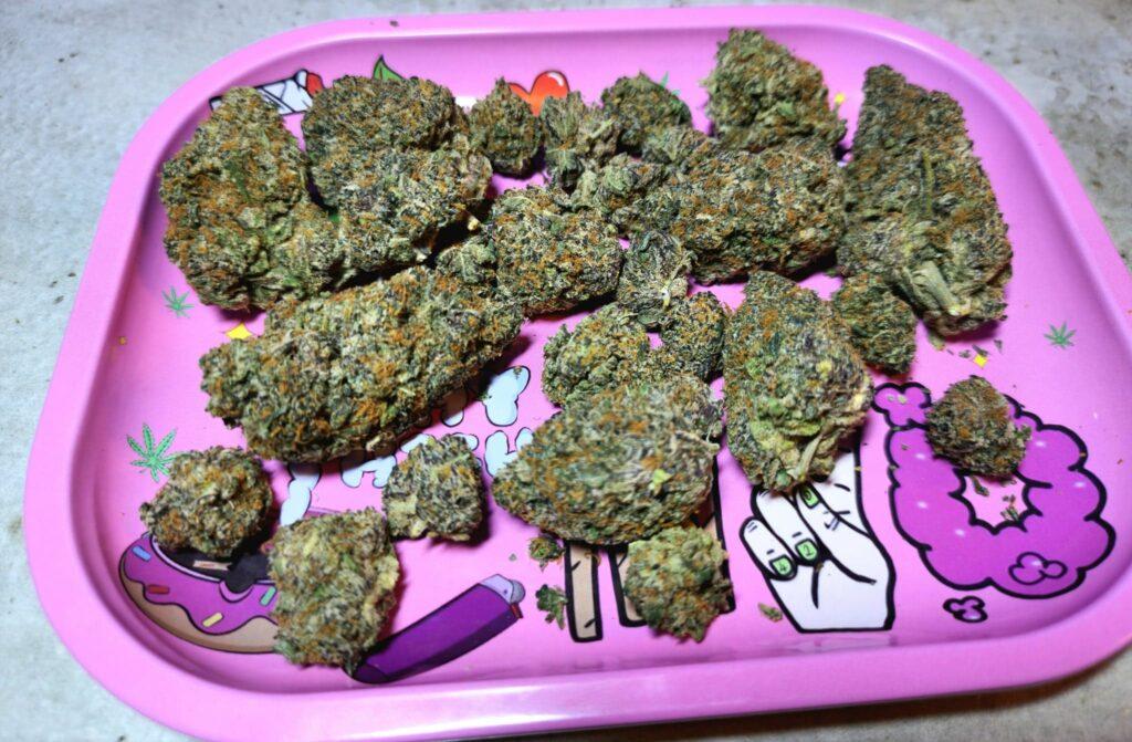 Is Weed Legal In Thailand 2023 Thailand Makes Marijuana Legal   310547567 651445856506123 2052227401361780070 N 1024x671 