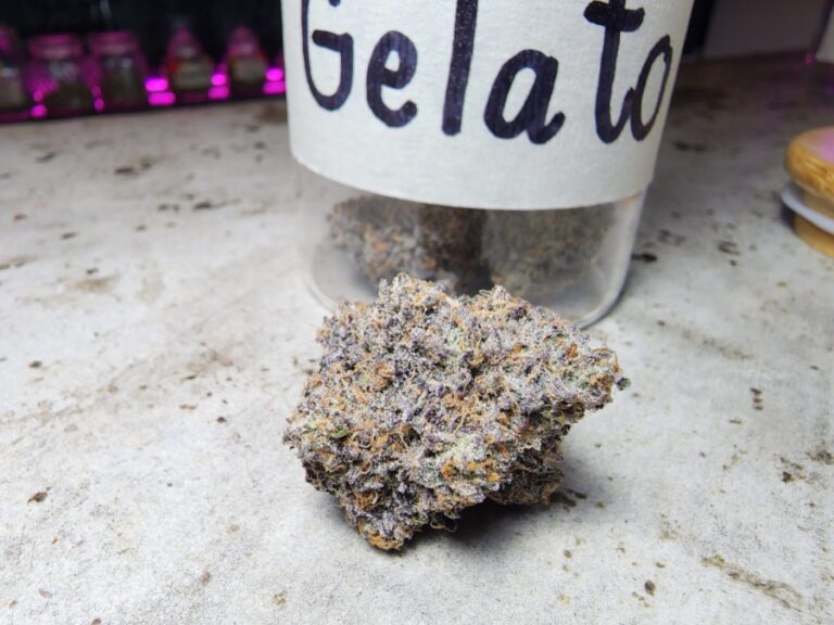 gelato strain