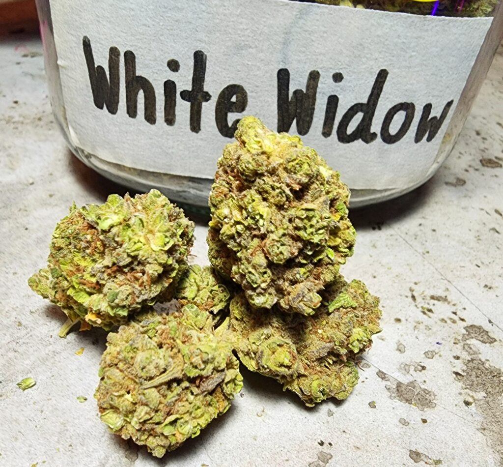 white widow strains of weed